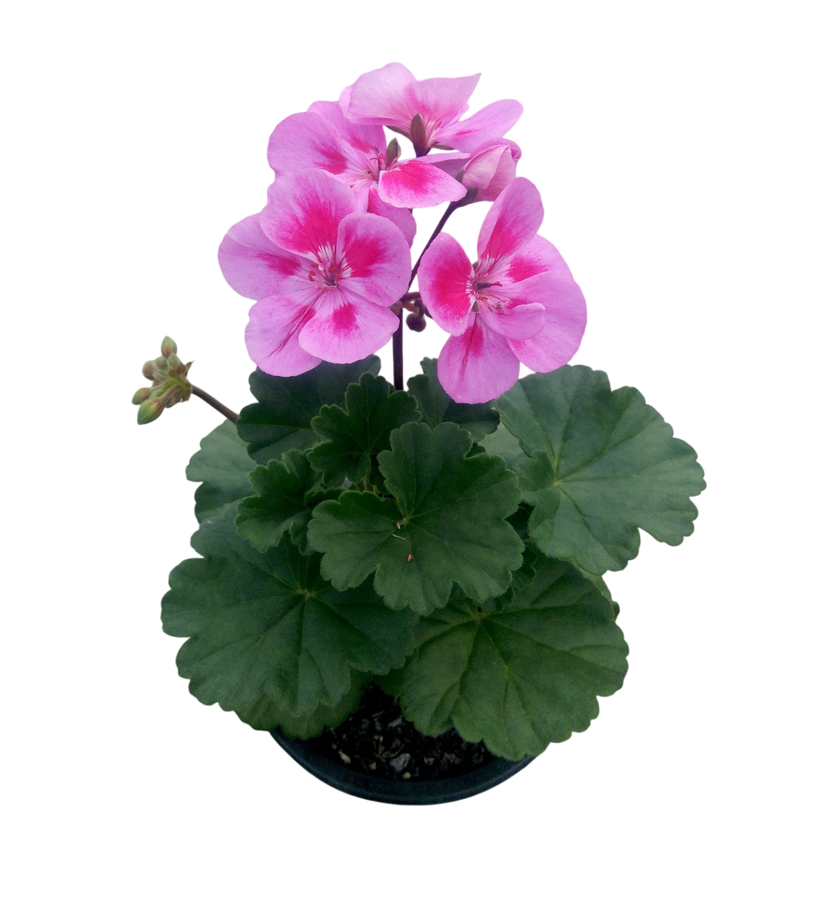 Пеларгония зональная Ameta саженец (26298472)