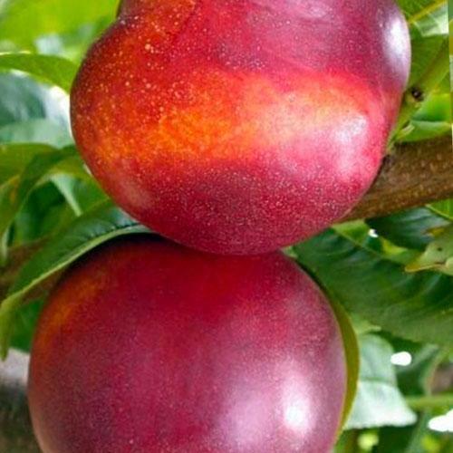 Сажанець Нектарин Рубіновий лисий персик літній сорт середній термін дозрівання (15918)