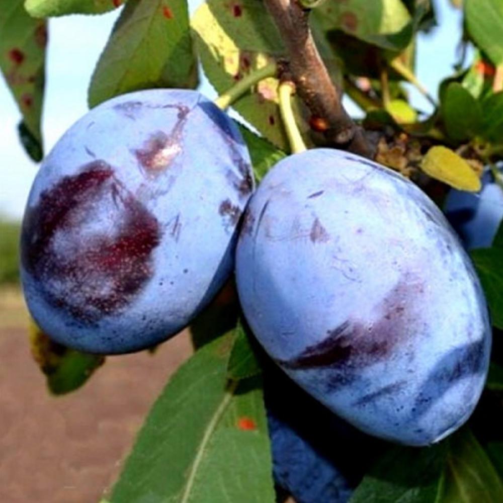 Саджанець сливи Емпрес 1 річний (14965694) Саджанець сливи Емпрес 1 річний (14965694)