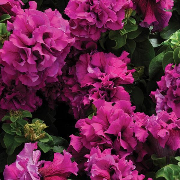 Насіння Петунія Махрова Double Cascade F1 Burgundy ТД Гекса-Україна 02-01-197 1000 шт. (IR003192)