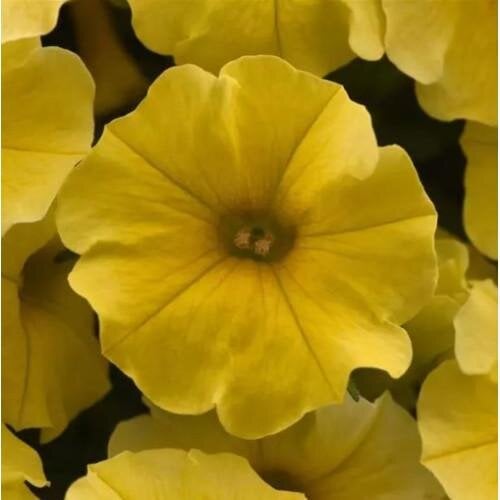 Семена цветов Петчоа Caliburst Yellow Petchoa Petunia sp. x Calibrachoa sp. PanAmerican 5 шт. (BN12861-4)