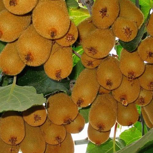 Сажанец Киви Гринсил транспортабельный высокоурожайный сорт (120495)