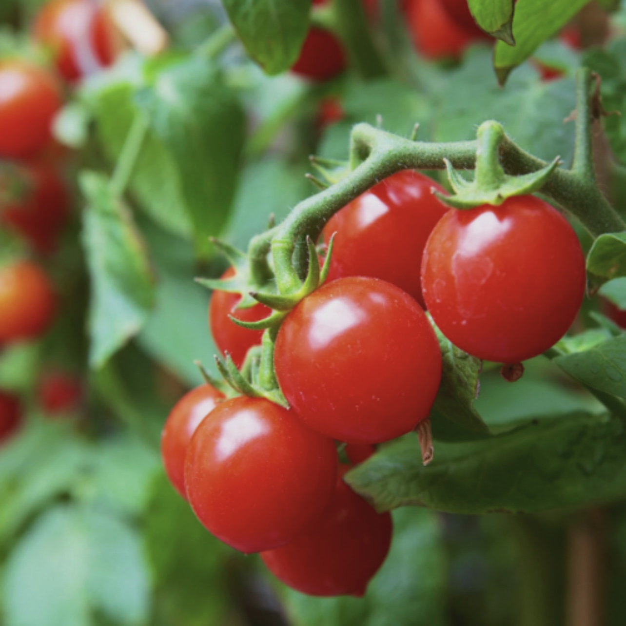 Семена помидоров WaterfallTomato Водопад 300 шт. (2488) - фото 5