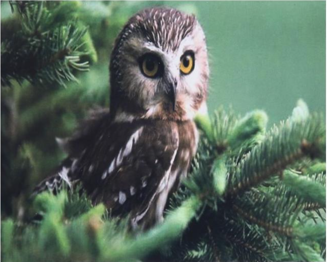 Алмазна мозаїка за номерами Josef Otten Сова 60515 30x40 см (MTT-177598)