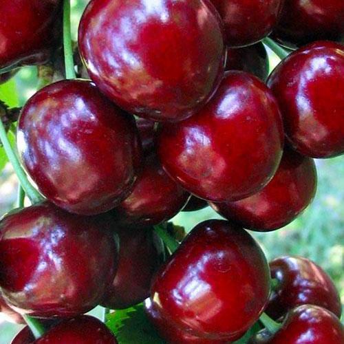 Сажанець Ексклюзив Черевишня яскраво-рубінова Сережки Патриції Patricia Earrings преміальний гібридний сорт великі ягоди (48135)