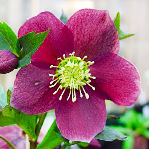 Морозник Florium Red Hybrids (3046) - фото 2