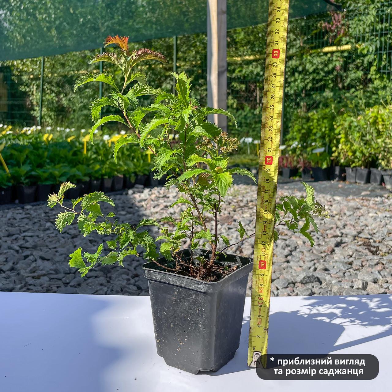 Саженец спиреи японской Spiraea japonica CRISPA Р9 (1191116605) - фото 3 Саженец спиреи японской Spiraea japonica CRISPA Р9 (1191116605) - фото 3