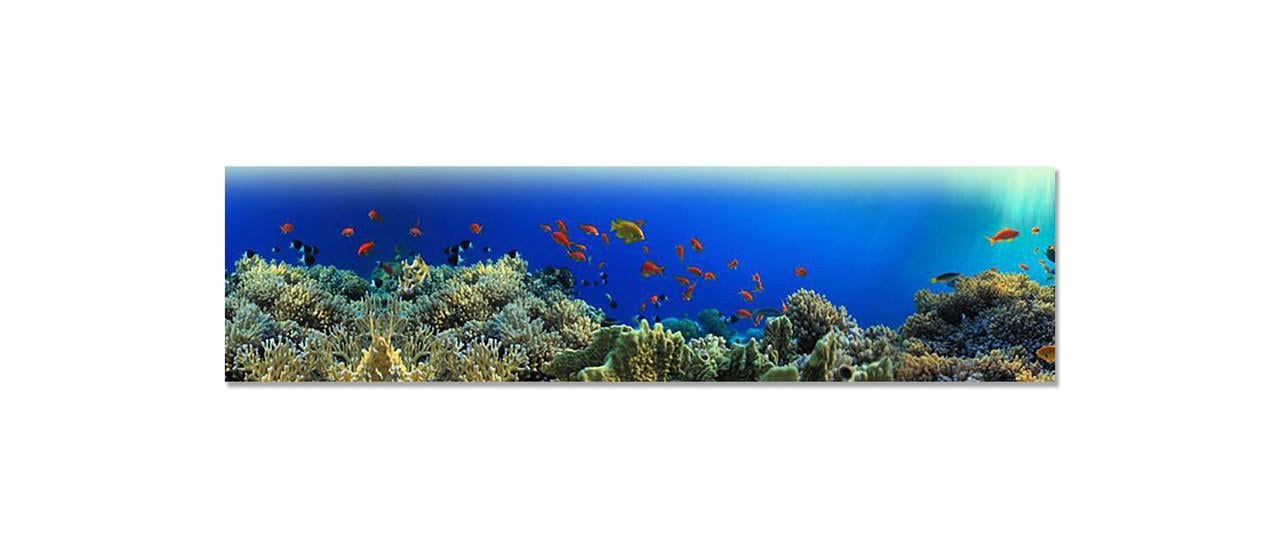Наліпка вінілова на кухню Zatarga Підводний світ 650х2500 мм (1283915287) Наліпка вінілова на кухню Zatarga Підводний світ 650х2500 мм (1283915287)