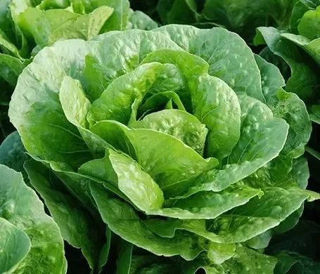 Насіння Салат Ромен Enza Zaden BACIO 1 000 шт. (1993682757) Насіння Салат Ромен Enza Zaden BACIO 1 000 шт. (1993682757)