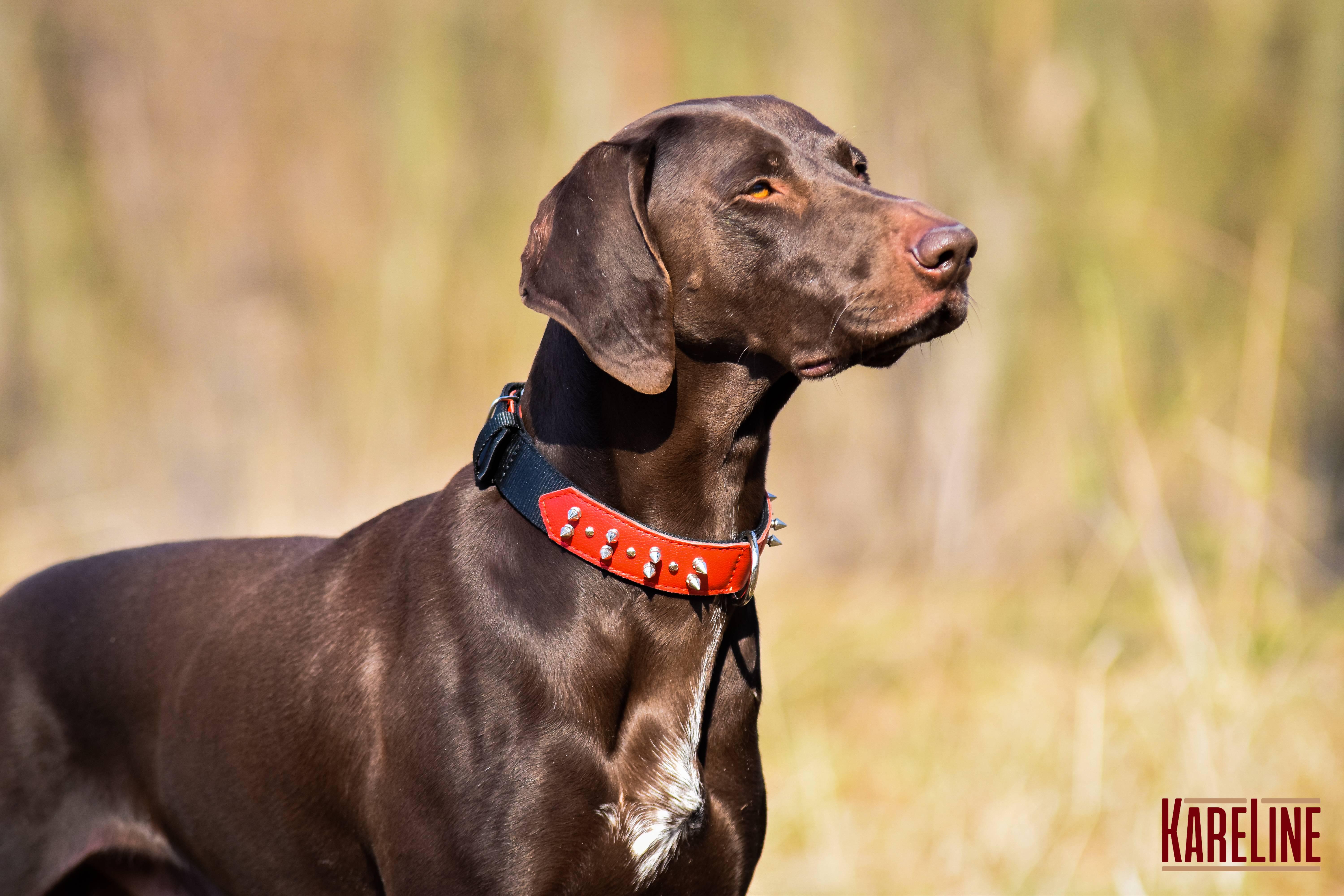 Ошейник KareLine и натуральной кожи с шипами 35 мм 410-510 мм (6606/11) - фото 4
