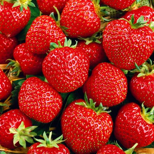 Сажанец LMTD Клубника-земляника Senga Sengana средний срок созревания (185111)