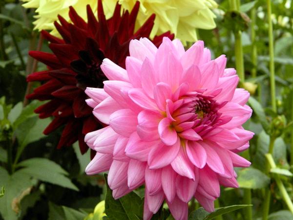 Жоржина декоративна Rosella 1 шт. (38292512)