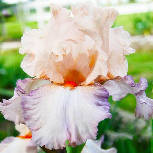 Ирис Dream Ticket Florium