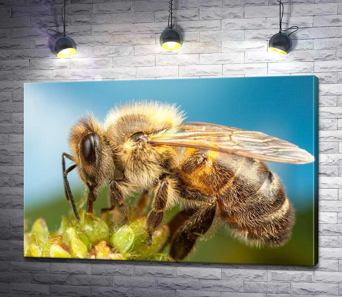 Картина ArtPoster Пчела собирает пыльцу 100x67 см Модуль №1 (004115)