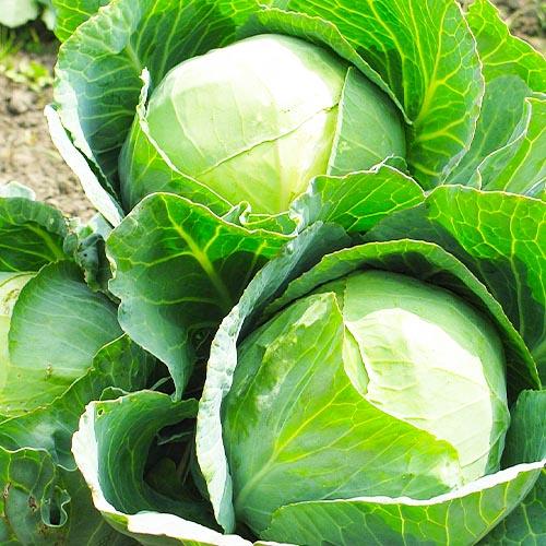 Насіння Капуста Florium білокачанна Агресор F1 пізня (6281) Насіння Капуста Florium білокачанна Агресор F1 пізня (6281)