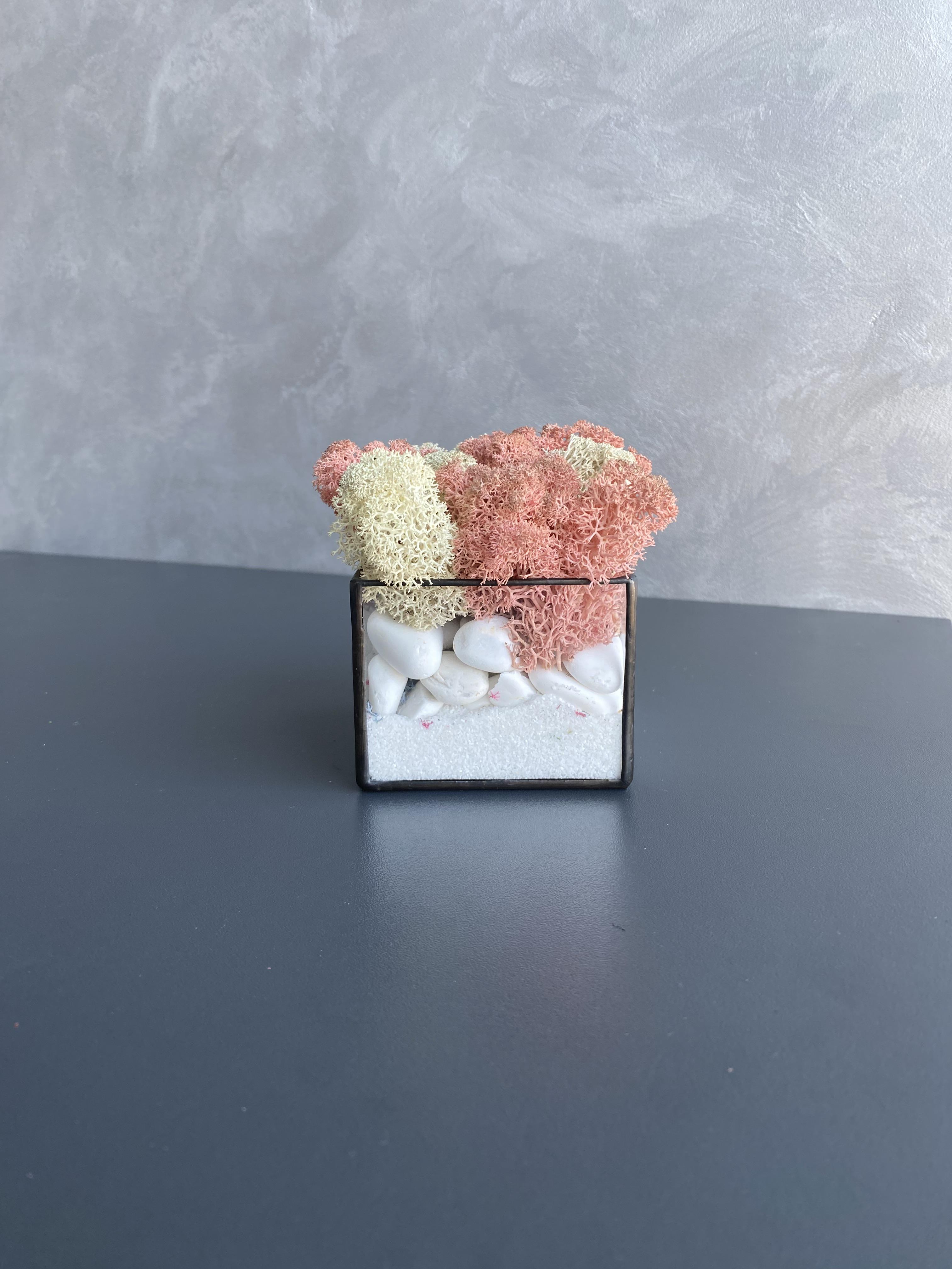 Моссариум со стабилизированным мхом (32686082)