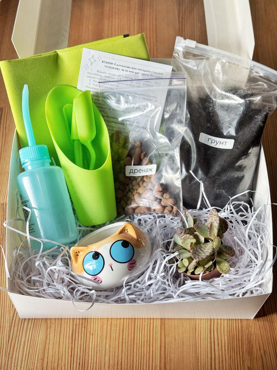 Набір Посади сам Кіт рудий мрійник