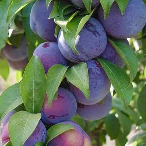 Сажанец Слива диплоидная Фриар летний сорт средний срок созревания (102122)