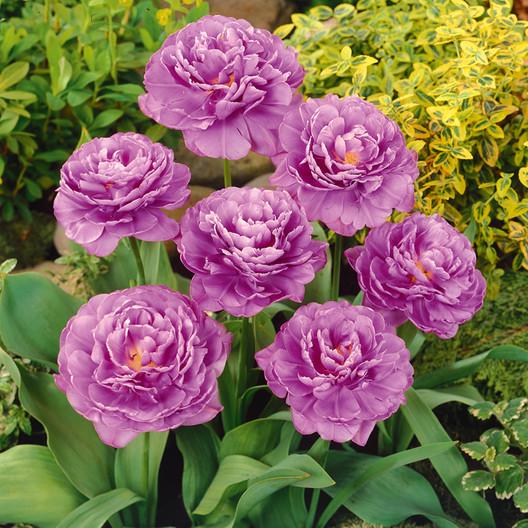 Тюльпан махровий Dobrodar Lilac perfection 6 шт. (38276551)