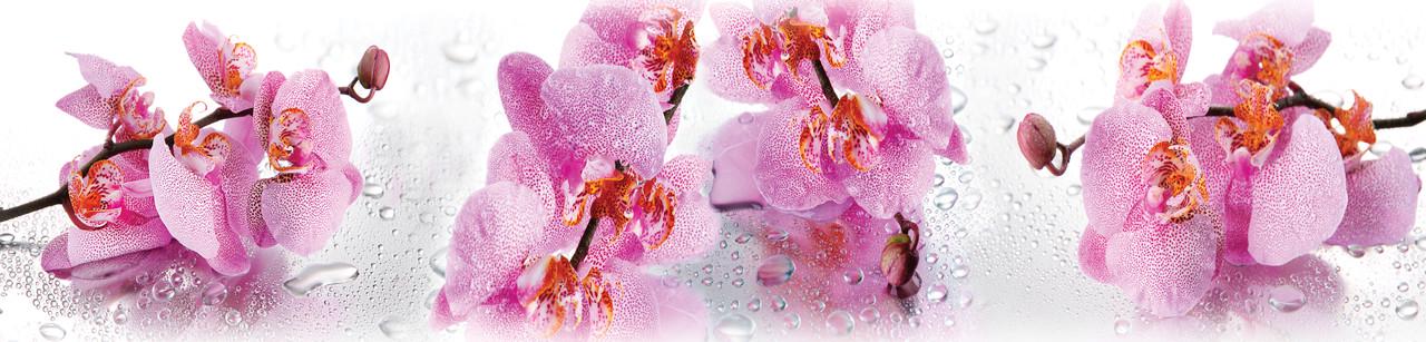 Наклейка виниловая на кухню Zatarga Розовие Орхидеи и роса 600х3000 мм (1227675177)