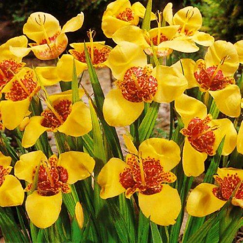 Тигридия Florium Aurea (4449) - фото 3