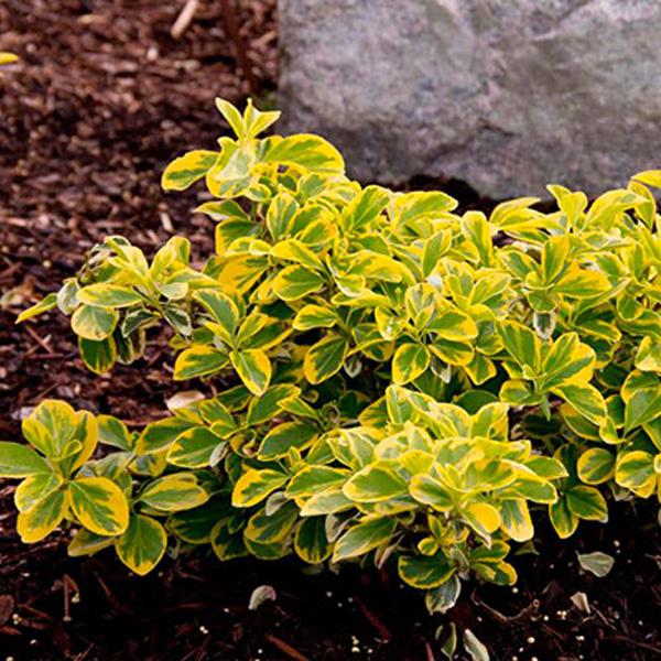 Саженец Бересклет Форчуна Эмеральд Голд Р9 (2-40)