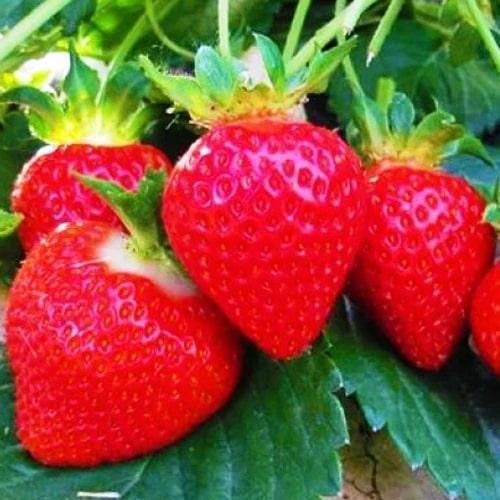 Сажанец Клубника Кори Cory крупноплодный сорт высокие вкусовые качества средний срок созревания 5 шт. (71926)