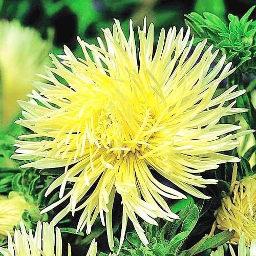 Семена Астра Florium игольчатая Гольдштраль (12428)