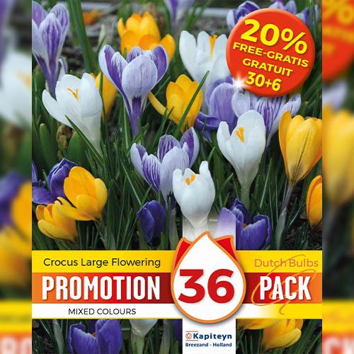 Промо-пак Крокуси Florium KAPITEYN Large Flowered Mixed Colours (18291) - фото 2 Промо-пак Крокуси Florium KAPITEYN Large Flowered Mixed Colours (18291) - фото 2