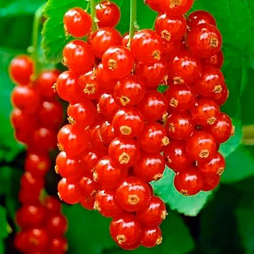 Саджанець смородини червоної Уральська Красуня середня (644544182)