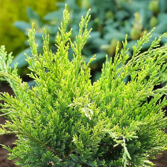 Саженец можжевельника среднего Juniperus media Mint Julep Р9 (645170090) - фото 3 Саженец можжевельника среднего Juniperus media Mint Julep Р9 (645170090) - фото 3