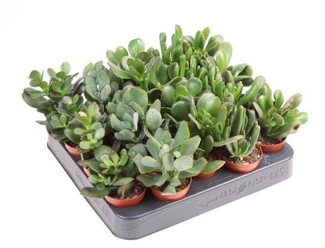 Крассула Микс Crassula Mix (38299870) - фото 11