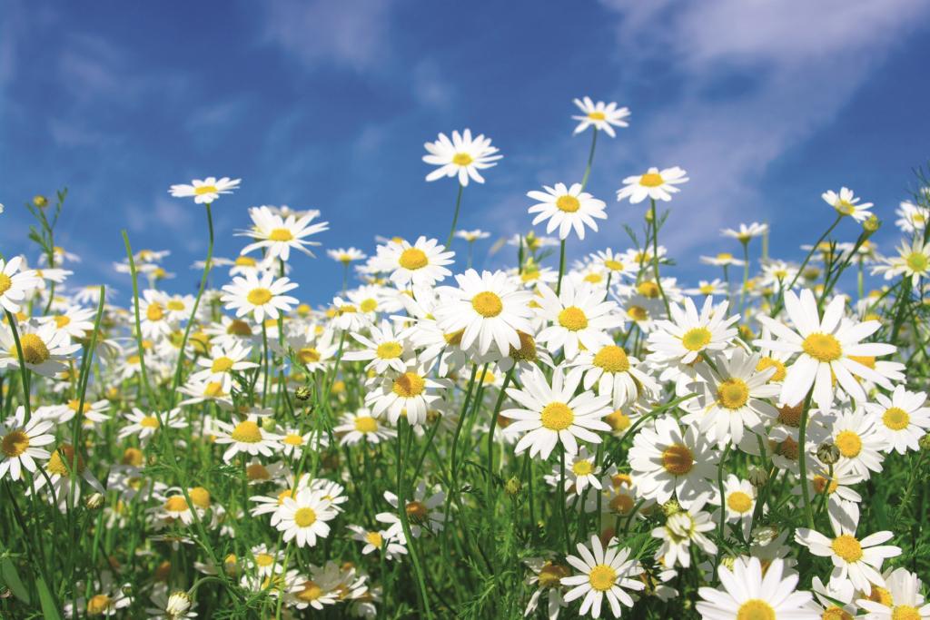 Фотообои флизелиновые 3D Цветы 375х250 см DIMEX Ромашки (MS-5-0135)