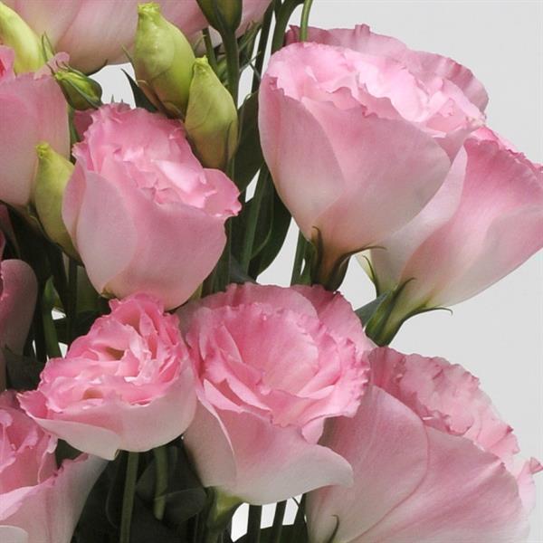 Семена цветов Эустома Лизиантус ABC PanAmerican 2 MISTY PINK 500 шт. (BN01025-2)