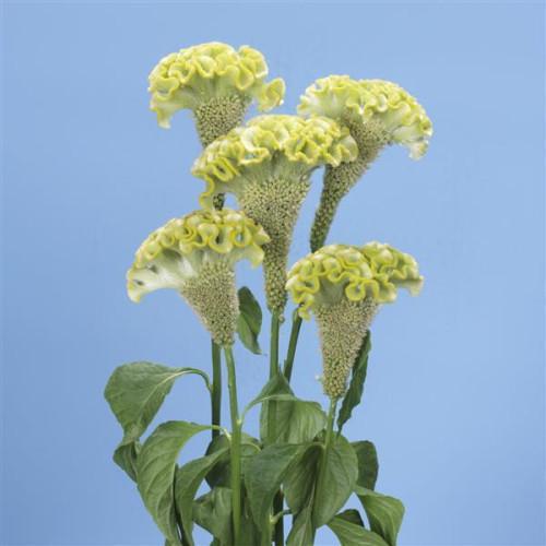 Семена цветов Целозия гребенчатая SPRING GREEN (BN00667-4)