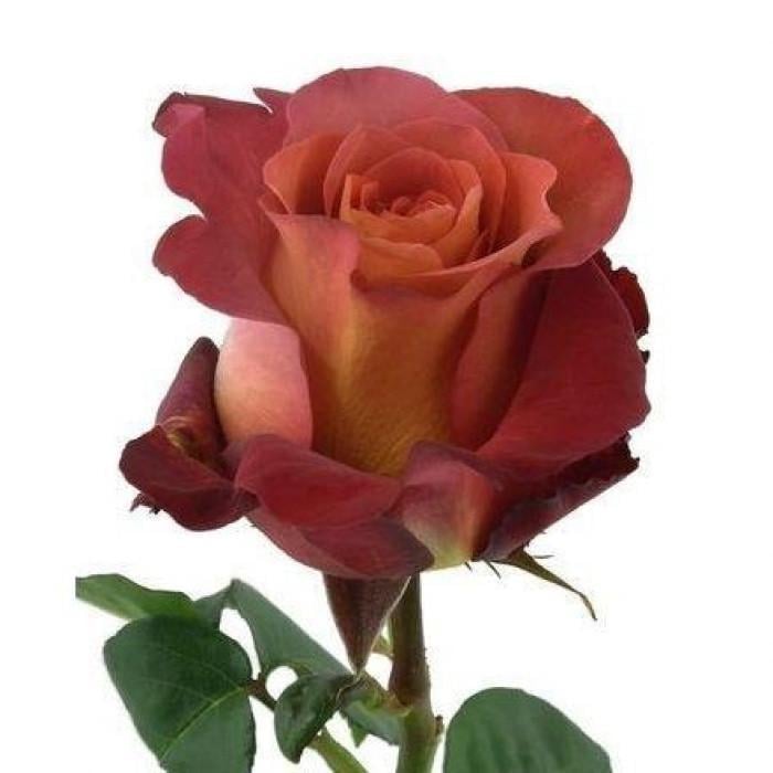 Роза Velet Coffee Break Чайно-гибридная в контейнере (2558773391)