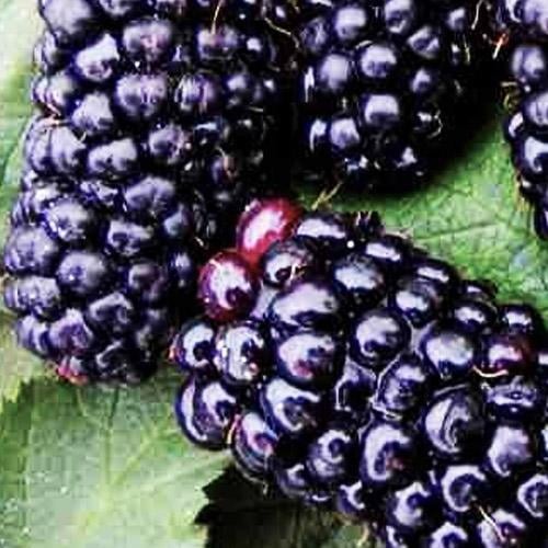 Саджанець Ожина рання ремонтантна Прайм арк 45 Prime Ark 45 (46036)