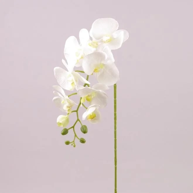 Цветок Фаленопсис Flora Белый с зеленой серединкой (72795)