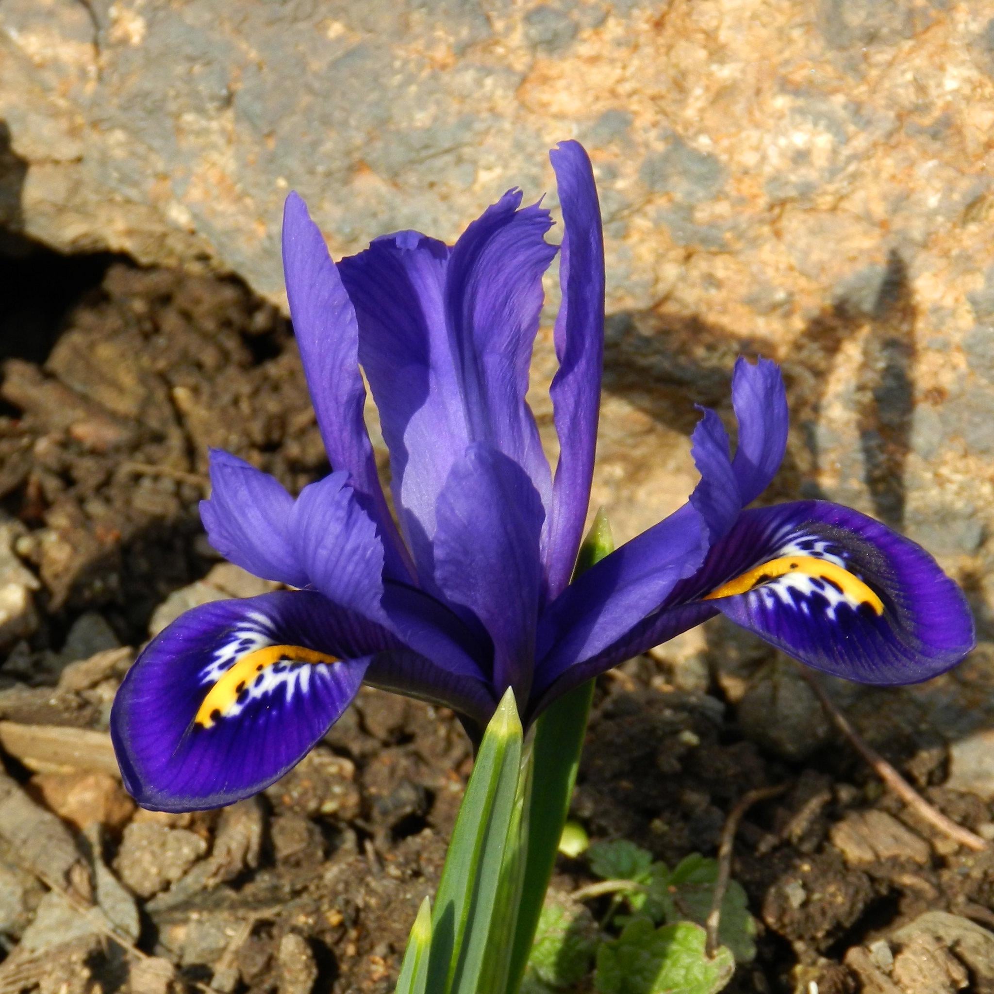 Ірис Ретикулата Pixie 15 шт. (38286440) - фото 3