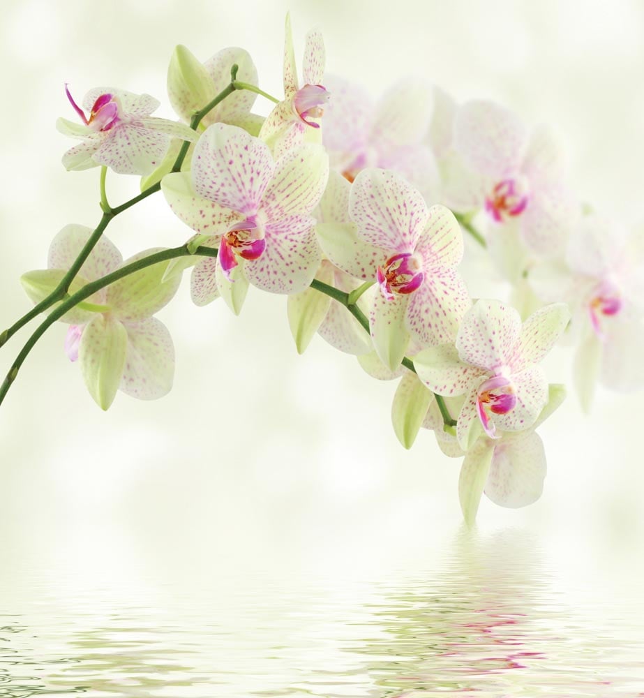 Фотообои WS Wallpaper 3D орхидеи 240x260 см (31058)