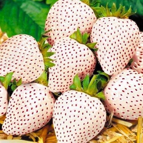 Сажанец Клубника белая в красную точку Ананасная ягода Pineapple berry премиальный высокоурожайный сорт французской селекции 5 шт. (48183)