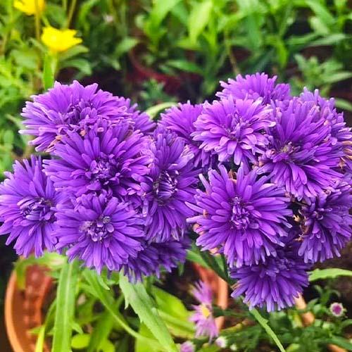Семена Астра Florium Афина (17430) - фото 2