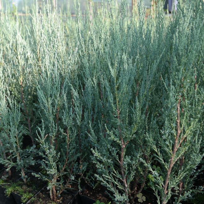 Саджанець ялівцю скельного Juniperus scopulorum Blue Arrow С2 (1656828443) - фото 5 Саджанець ялівцю скельного Juniperus scopulorum Blue Arrow С2 (1656828443) - фото 5