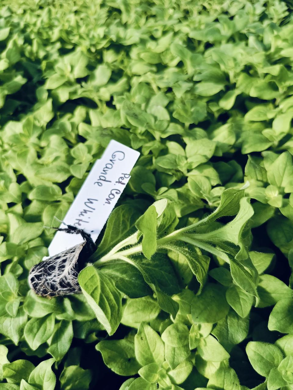 Петуния Сonchita Grande White (2560272873)
