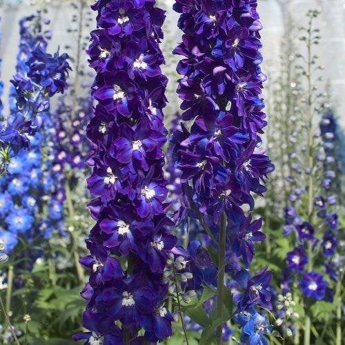 Семена цветов Дельфиниум Candle Violet Shades Sakata 10 шт. (BN09126-4)