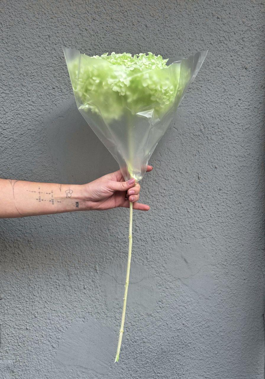 Гортензія стабілізована на стеблі 60 см Салатовий