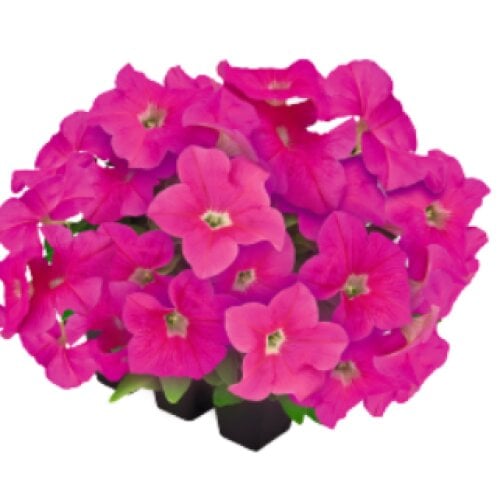 Семена цветов Петуния крупноцветковая SUCCESS!360° Pink Benary 1000 шт. (BN12376)
