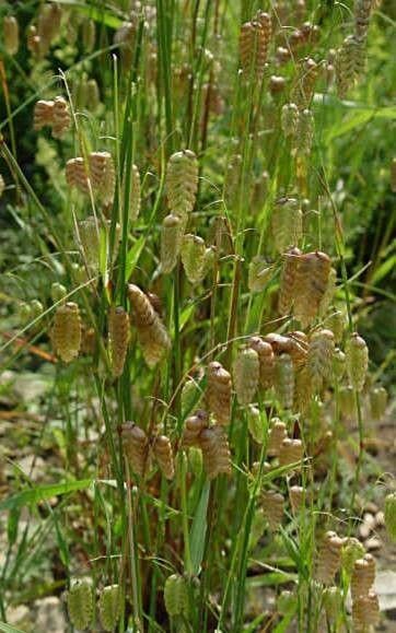 Насіння Бриза Максима 0,25 г трясунка декоративна злакова однорічна Briza maxima сухоцвіт For Hobby GL Seeds - фото 6