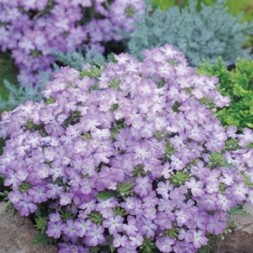 Семена цветов Вербена Tuscany Lavender Picotee Syngenta 50 шт. (BN02771-3)