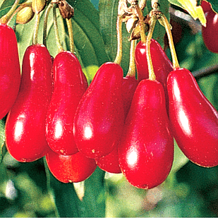 Саджанець Кизилу Михайлівський ранній посухостійкий (18296891)